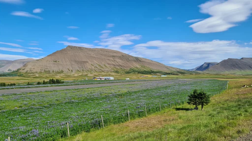 Luftaufnahme der Infrastruktur von Þingeyri Airport