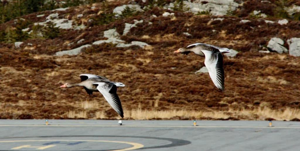 Luftaufnahme der Infrastruktur von Fedje Heliport, Høgden